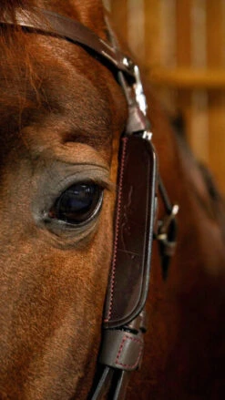 Dy'on Focus Cheek Pieces Blinkers - 2 Colours