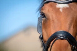 Dy'on Focus Cheek Pieces Blinkers - 2 Colours -Waldheusan Shop montants focus noir full 3